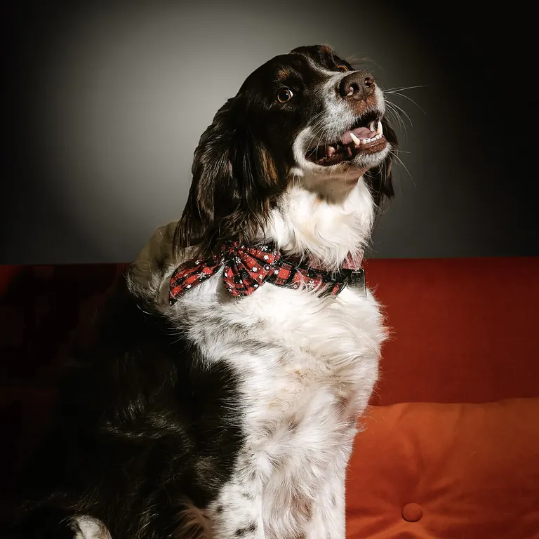 Pablo-Chief-Happiness-Officer-COEOS-Groupe
